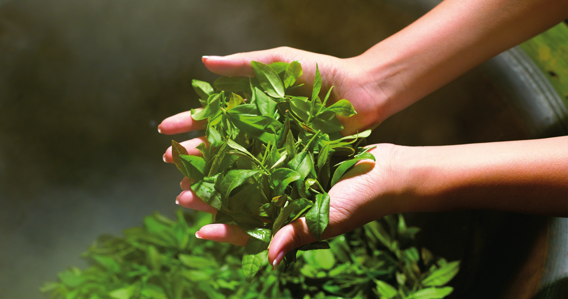 Quer obter o máximo benefício do chá verde? Escolha Camellia Select