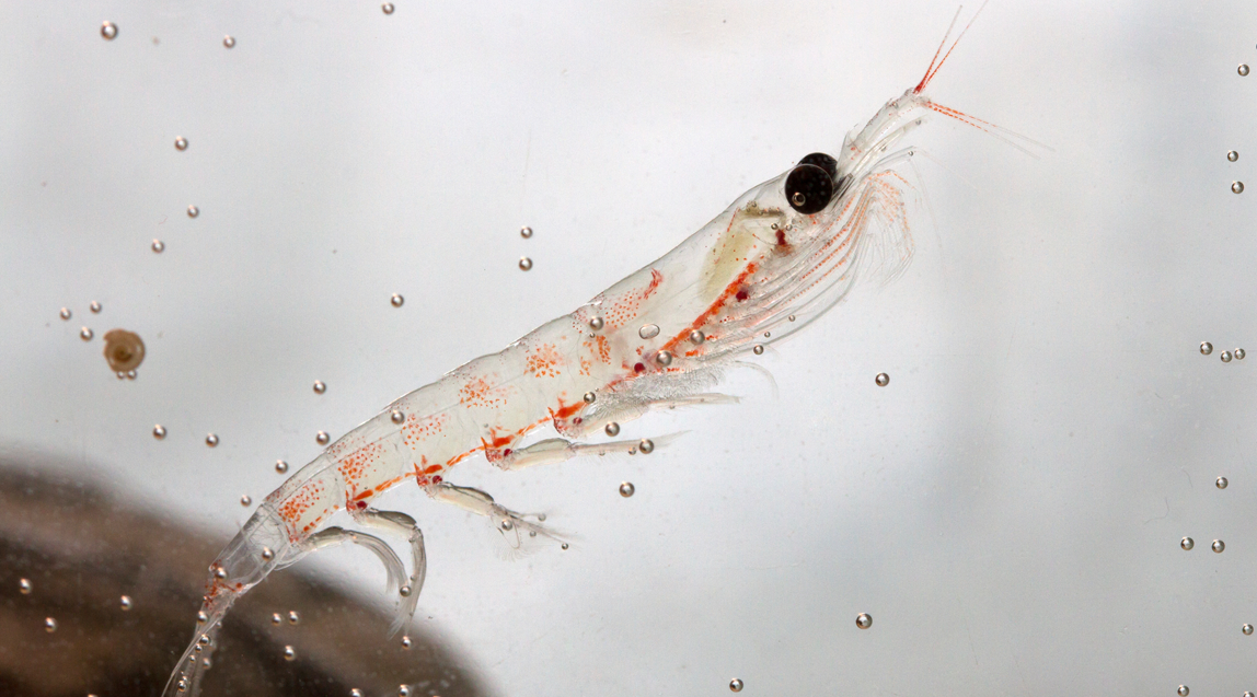 NKO <sup>®</sup> Óleo de Krill: Ácidos Gordos Omega-3 e Mais