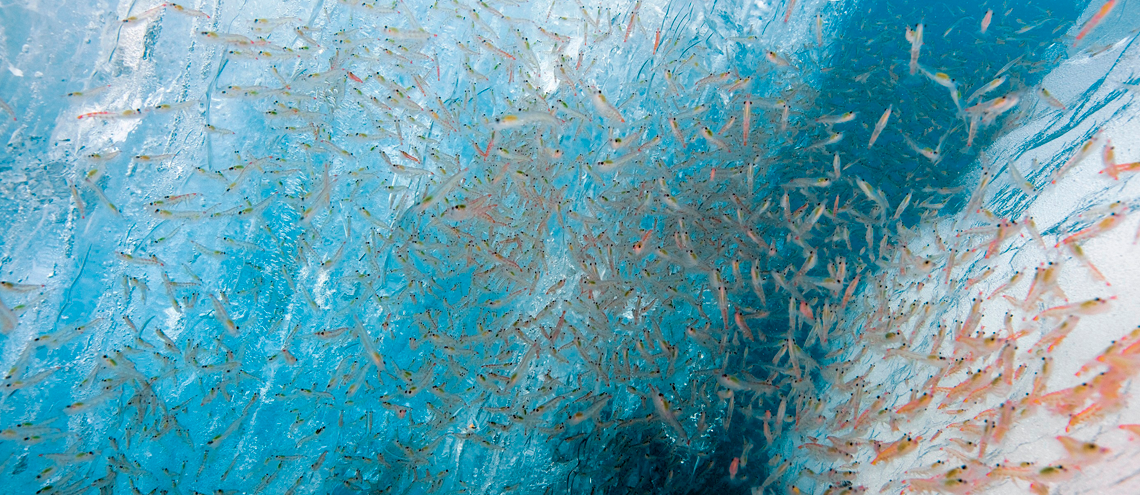 Krill Antártico: Sustentabilidade