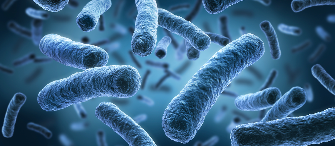 Microbiota e probióticos  