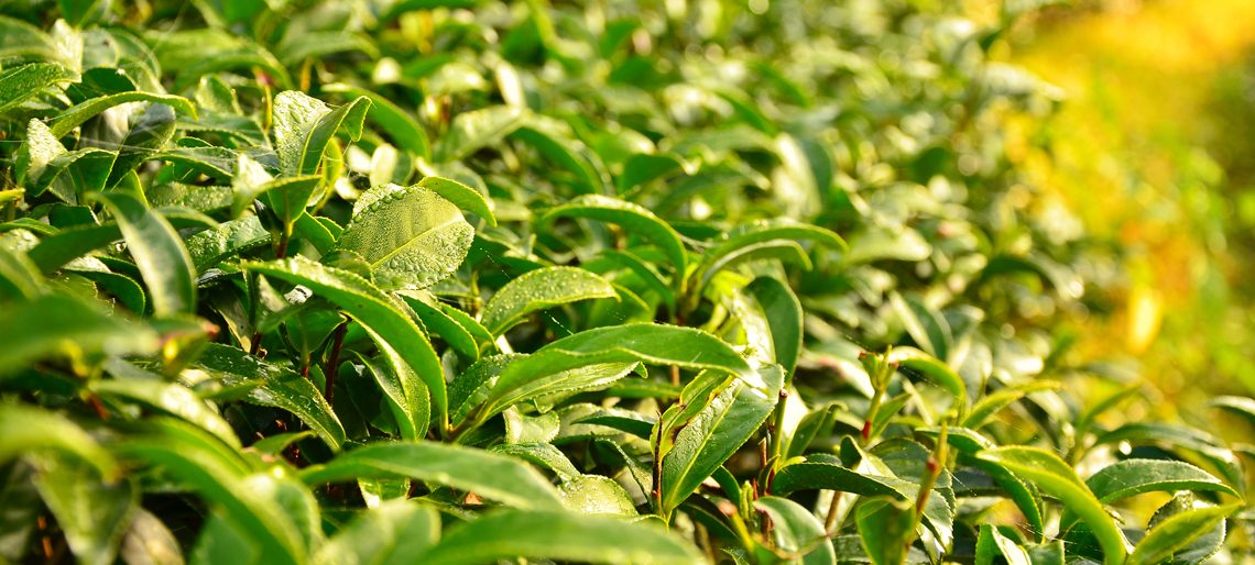 Epigalocatequinas no chá verde. Diminuição dos fatores de risco da síndrome metabólica