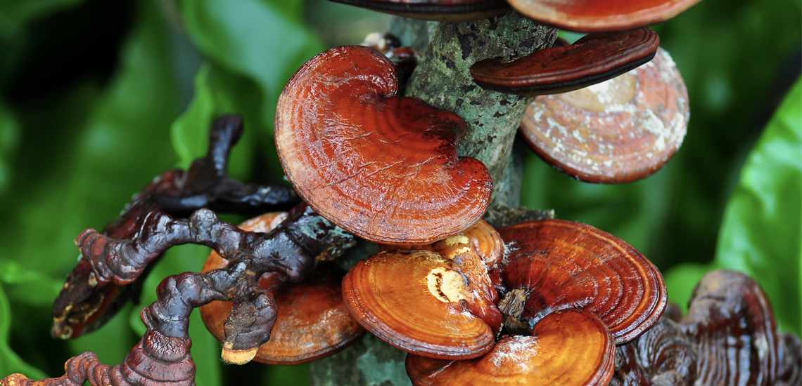 Conhece o Reishi e o Shiitake?