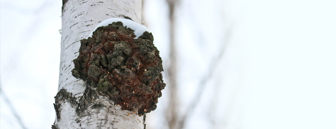 Conhece o chaga