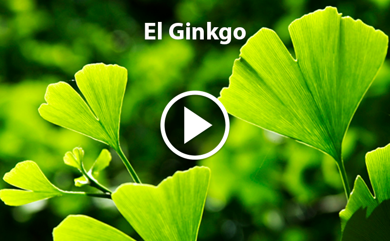 Conhece o Ginkgo?