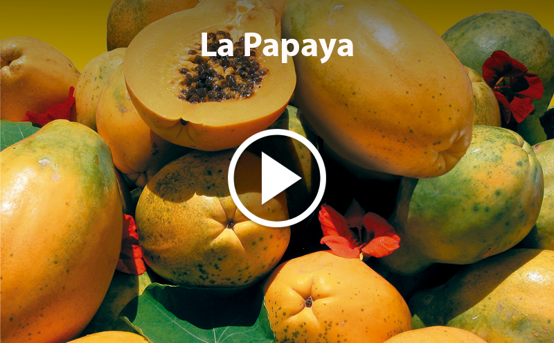 Conhece o Papaya?