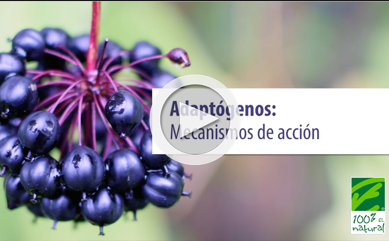 Adaptógenos: mecanismos de ação