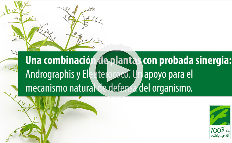 Uma combinação de plantas adaptogénicas com sinergia comprovada: Andrographis e Eleutherococcus.