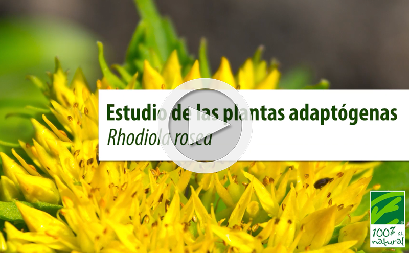 Estudo de plantas adaptogénicas. Rhodiola rosea